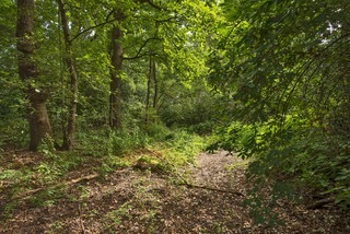 Diepenheim - Kagelinkbosweg 12